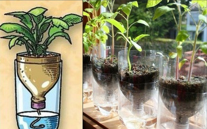 Biến hóa vỏ chai thành chậu trồng cây xinh xắn dành riêng cho những ai lười tưới nước