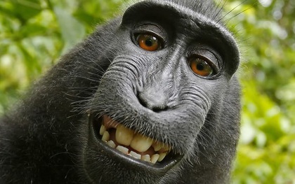 Nhiếp ảnh gia bị kiện đến phá sản vì bức hình "Chú khỉ selfie" và lý do không ai ngờ tới