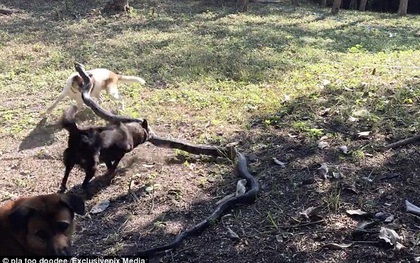 Video: Thấy chủ bị rắn hổ mang đe dọa, 4 chú chó dũng cảm xông vào tấn công bất chấp nguy hiểm