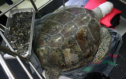 Người Thái Lan đau lòng khi con rùa nuốt gần 1.000 đồng xu qua đời vì biến chứng sau ca phẫu thuật