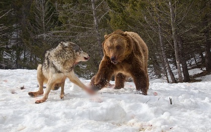 Chùm ảnh: Cuộc huyết chiến giành thức ăn giữa gấu Bắc Mỹ và bầy sói xám