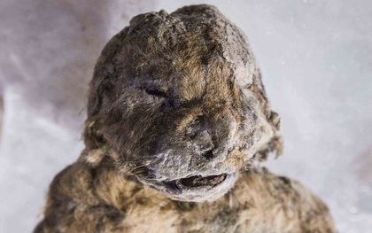 Hồi sinh xác ướp sư tử 50.000 năm tuổi bằng thí nghiệm kiểu "Công viên kỷ Jura"