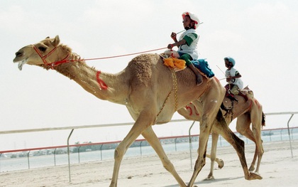 Mảng tối tại đất nước giàu có Ả Rập: Số phận nghiệt ngã của những đứa trẻ nô lệ, bị bắt làm người đua lạc đà