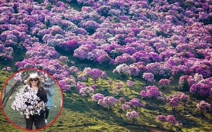 Trung Quốc: Khách tham quan hồn nhiên bẻ cành cây nướng thịt giữa rừng hoa đỗ quyên tuyệt đẹp