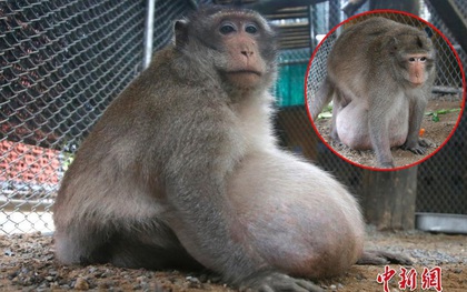 Chú khỉ béo nú béo nần vì ăn tranh hết phần của đồng bọn bị ép vào chế độ giảm cân nghiêm ngặt