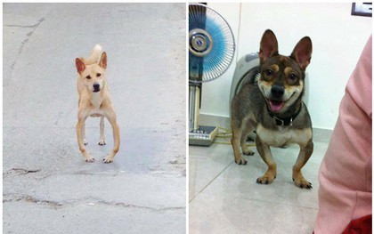 Series những con boss chân chữ O sủa to phải biết của cư dân mạng Việt Nam