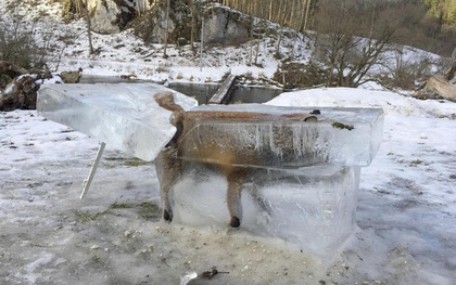 Bị nghi là giả, tác giả bức ảnh chú cáo đóng băng vì quá lạnh lên tiếng