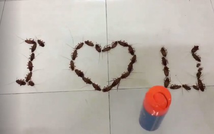 Clip: Màn tỏ tình chất và bẩn nhất quả đất với 38 con gián gây chú ý trên MXH