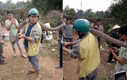 Phú Thọ: Người dân bắt sống rắn hổ mang chúa nặng 14kg bò ngoài đường