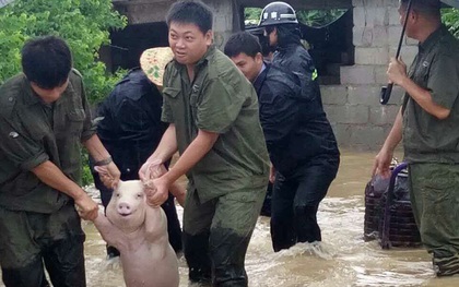 Được cứu khỏi chuồng nuôi ngập nước, "thánh lợn biểu cảm" bỗng trở thành hiện tượng mạng xã hội