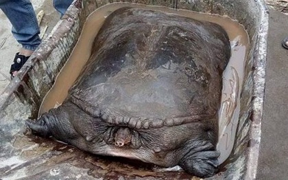 Người dân bắt được cặp ba ba 50kg trên bãi cát ven sông Đuống