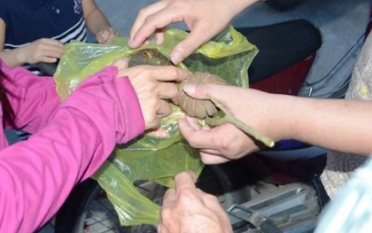 Thêm 37 học sinh ở Nghệ An ngộ độc sau khi ăn hạt quả ngô đồng