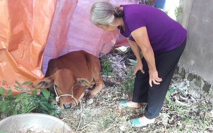 Hà Tĩnh: Được hỗ trợ bò, nhiều hộ nghèo tá hỏa phát hiện bò bệnh, nghi lở mồm long móng