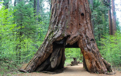 Mỹ: Bão lớn quật ngã cây cổ thụ khổng lồ 1.000 năm tuổi, biểu tượng của bang California