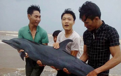 Ngư dân Nghệ An giải cứu thành công cá heo mắc cạn trên bờ biển trước khi cơn bão số 2 đổ bộ