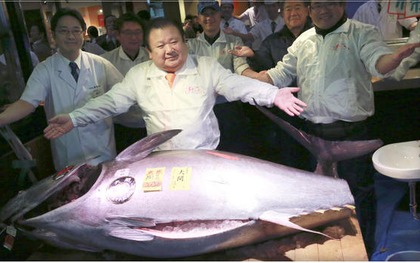 Ông chủ Nhật Bản bỏ ra hơn 14 tỷ đồng để mua một con cá