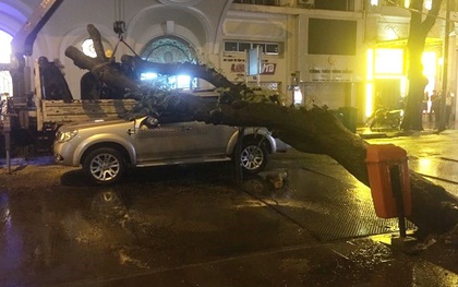 TP. HCM: Cây xanh trên đường Đồng Khởi bật gốc sau cơn mưa lớn, ngã đè trúng ô tô đang lưu thông