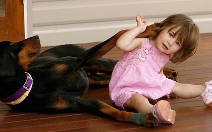 Mẹ hốt hoảng khi chó doberman vừa nhận nuôi tha con gái nhỏ ném đi xa cả mét, nhưng hóa ra đó là hành động anh hùng
