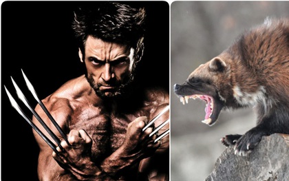 Wolverine không phải là sói, mà là loài vật vượt trên cả sói