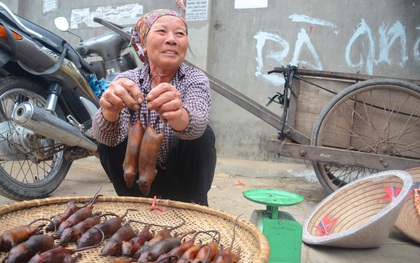 Ở Hà Nội có một ngôi làng mà phụ nữ và trẻ con mê thịt chuột hơn cả thịt lợn, thịt gà