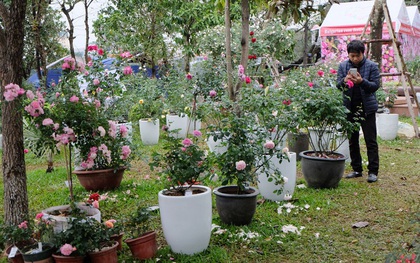 Khách tham quan vắng đến bất ngờ trong ngày cuối của lễ hội hoa hồng Bulgaria