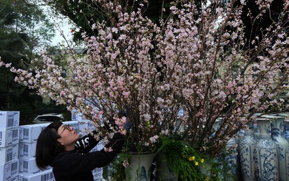 Cận cảnh hàng nghìn cành hoa anh đào được cắm tại tượng đài Lý Thái Tổ