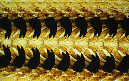 Sở hữu tới 15.000 chiếc răng - đây mới là loài sinh vật nhiều răng nhất thế giới