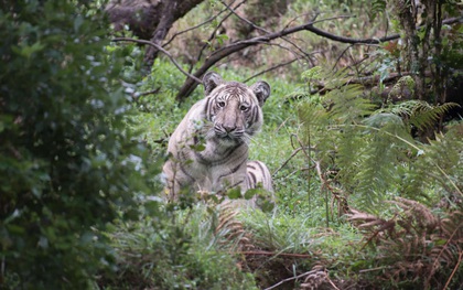 Đây là con hổ trắng đặc biệt nhất hành tinh, vì cả thế giới chỉ có mình nó mà thôi