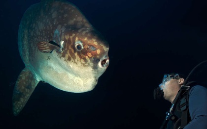 Tìm ra loài cá nặng ít nhất MỘT TẤN lần đầu tiên trong suốt hơn 1 thế kỷ