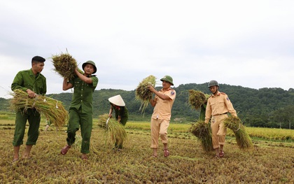 Hình ảnh đẹp: Công an miền Trung giúp dân gặt lúa chạy bão số 10