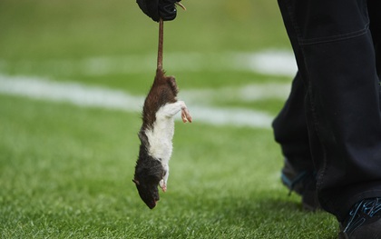 Fan chơi lầy, ném chuột chết vào cầu thủ đối phương