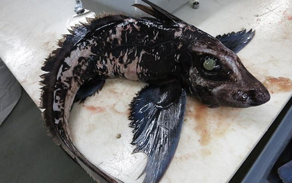 Loài cá bí ẩn nhất đại dương này có thể lưu trữ tinh trùng 3 năm để đẻ dần