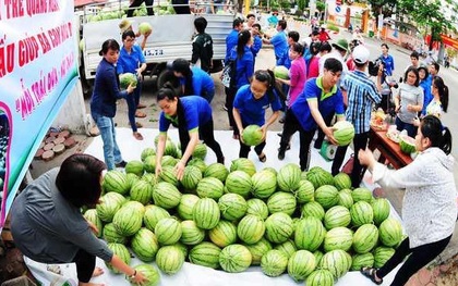 Nông dân Quảng Ngãi phải đem dưa hấu đổ cho bò ăn: Cần lắm sự chung tay giải cứu của cộng đồng