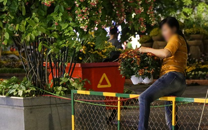 Clip: Người dân lao vào trộm bông trong lúc công nhân đang thu dọn đường hoa Nguyễn Huệ