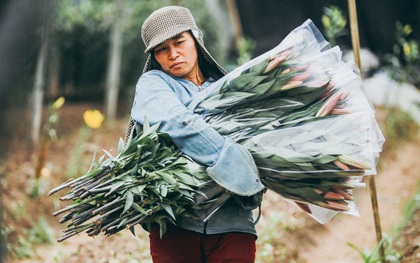 Mùa đông quá ngắn, bạn buồn vì không được mặc đồ lạnh, còn với các làng hoa ở Hà Nội - họ mất Tết!