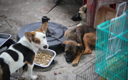 Chính thức xóa sổ 50 ki-ốt gần sân bay Tân Sơn Nhất, hàng trăm con chó mèo, thỏ con... không biết sẽ về đâu