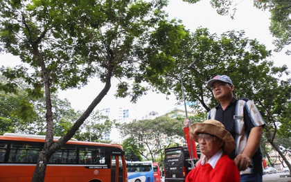 Đốn hạ 28 cây xanh trên đường Lê Lợi: Người Sài Gòn tiếc nuối nhưng chấp nhận vì thành phố hiện đại