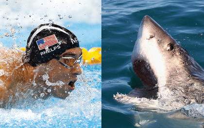 Kình ngư Michael Phelps bơi thi với cá mập trắng