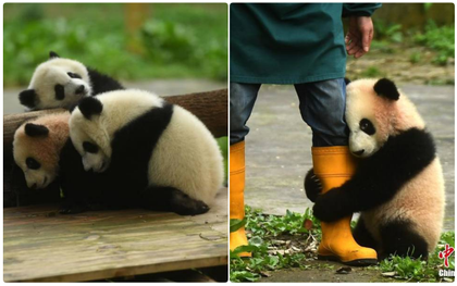 Lần đầu "giao lưu với người hâm mộ", gấu trúc con bẽn lẽn ôm chân người chăm thú không rời