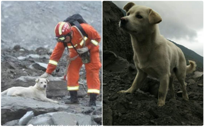 Chú chó trung thành đi khắp nơi tìm chủ trong vụ lở đất tại Trung Quốc khiến trái tim nhiều người quặn đau
