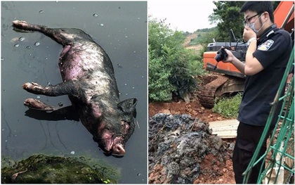 Trung Quốc: "Đào mộ" 300 tấn xác lợn chôn trái phép dưới lòng đất suốt 4 năm trời