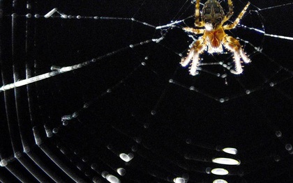 Sợ nhện thì đừng đọc: Ghé thăm căn phòng "ác mộng" nơi 10.000 con nhện chung sống