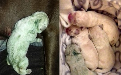 Chẳng cần nhuộm hay tẩy lông, chú chó con Labrador này cũng có màu xanh bạc hà tự nhiên cực chất!