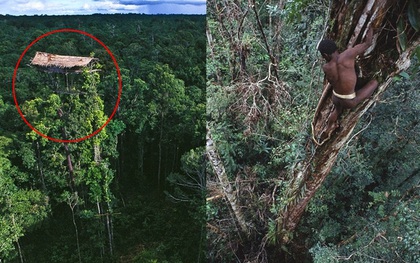 Sống trên những ngôi nhà cây cao tới 50m, bộ lạc bí ẩn khiến nhiều người khâm phục sức sống phi thường