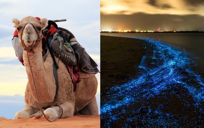 Chết là bất hợp pháp ở thị trấn Na Uy, Ả Rập Saudi phải nhập khẩu lạc đà... và 8 sự thật ít người biết