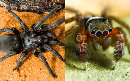 Bạn sẽ không muốn đến Úc đâu vì người ta mới phát hiện thêm 50 loại nhện mới ở đây