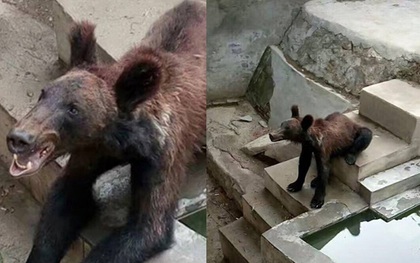 Trung Quốc: Chú gấu nâu gầy trơ xương vì bị sở thú bỏ đói, bạo hành