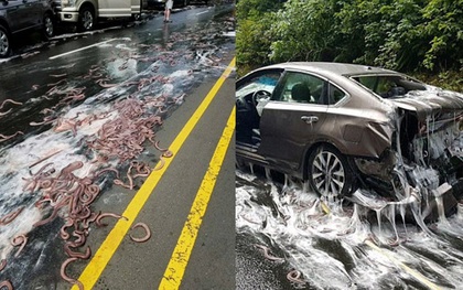 Cuộc đổ bộ của bầy lươn: Hơn 3,4 tấn lươn đổ ra đường tạo nên cảnh tượng kinh hoàng