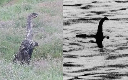 Chân dung sinh vật "na ná" quái vật hồ Loch Ness: Liệu đây có phải đáp án cho câu hỏi trăm năm?