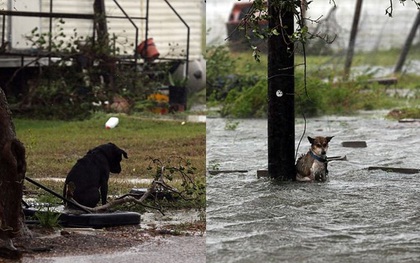 Hình ảnh những chú chó bơ vơ, ngập giữa dòng nước lớn trong trận bão mạnh nhất thập kỷ ở Mỹ khiến nhiều người động lòng